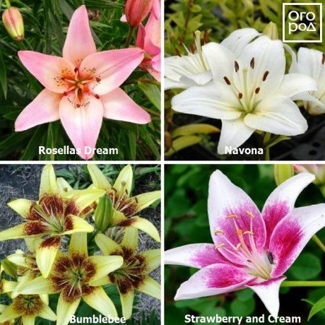 Виды и группы садовых лилий – описание и фото | В цветнике (rov-hyundai.ru)